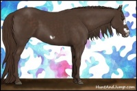 Horse Color:Liver Chestnut Frame 