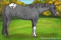 Horse Color:Black Appaloosa