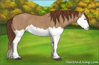 Horse Color:Red Dun Splash  Brindle