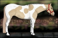 Horse Color:Palomino Dun Tobiano 