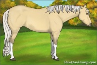Horse Color:Silver Buckskin Dun Tobiano 