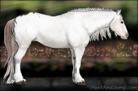 Horse Color:Brown Dun Appaloosa