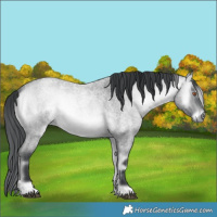 Horse Color:Brown Chinchilla Roan Onyx Rabicano and Brown Chinchilla Roan Onyx Rabicano