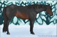 Horse Color:Brown Rabicano  and Brown Rabicano 