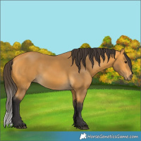 Horse Color:Buckskin 