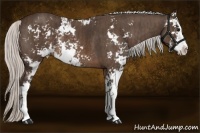 Horse Color:Silver Brown Sabino Rabicano  Brindle