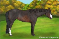Horse Color:Brown Rabicano  Brindle
