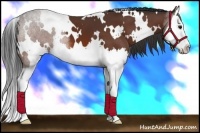 Horse Color:White Spotted Bay Splash