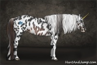 Horse Color:Brown Appaloosa Rabicano  and Brown Appaloosa Rabicano 