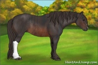 Horse Color:Brown Rabicano Brindle