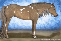Horse Color:White Spotted Chocolate Palomino
