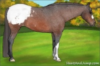 Horse Color:Bay Appaloosa 