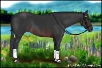 Horse Color:Brown Rabicano  and Brown Rabicano 