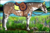 Horse Color:Buckskin Sabino