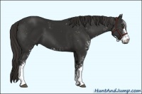 Horse Color:Liver Chestnut Sabino