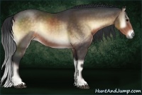 Horse Color:Buckskin Onyx 