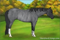 Horse Color:Blue Roan Rabicano