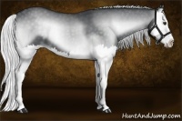Horse Color:Silver Blue Onyx Chinchilla Splash 