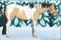 Horse Color:Buckskin Dun Tobiano