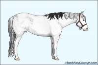 Horse Color:Brown Sabino