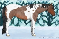 Horse Color:Bay Roan Tobiano
