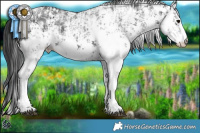 Horse Color:White Spotted Black Sabino  and White Spotted Black Sabino 