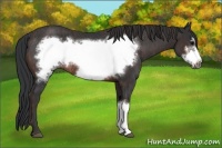 Horse Color:Brown Frame Rabicano Brindle