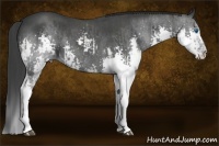 Horse Color:Blue Roan Splash  and Blue Roan Splash 