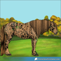 Horse Color:ERROR: UNKNOWN ANOMALY Brindle