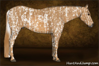 Horse Color:Gray White Spotted Black Brindle