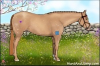 Horse Color:Gold Champagne 