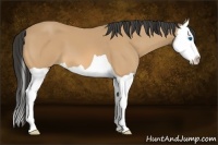 Horse Color:Buckskin Splash 