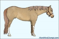 Horse Color:Chocolate Palomino Dun Frame 