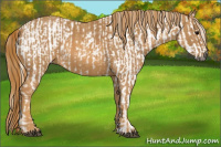 Horse Color:Gray White Spotted Grullo  Brindle