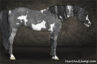 Horse Color:White Spotted Blue Roan Frame 