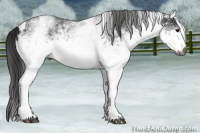 Horse Color:Gray White Spotted Black  and Gray White Spotted Black 