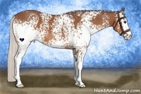 Horse Color:White Spotted Silver Bay 