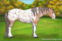 Horse Color:Bay Splash Tobiano Appaloosa Brindle
