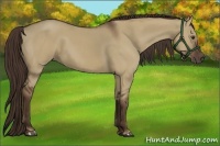 Horse Color:Liver Red Dun