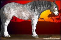 Horse Color:White Spotted Brown Rabicano 