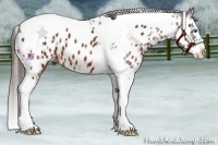 Horse Color:Bay Splash Tobiano Near Leopard and Bay Splash Tobiano Near Leopard