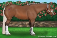 Horse Color:Silver Bay 