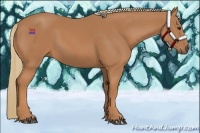 Horse Color:Chestnut Rabicano 