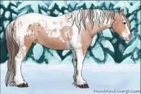 Horse Color:Bay Sabino Splash Tobiano Appaloosa and Bay Sabino Splash Tobiano Appaloosa
