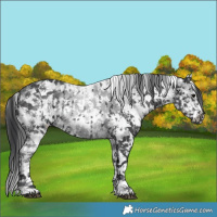 Horse Color:White Spotted Black  and White Spotted Black 