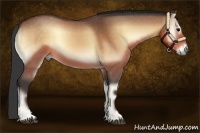 Horse Color:Buckskin Onyx 