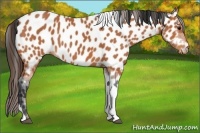 Horse Color:Bay Tobiano Appaloosa 