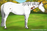 Horse Color:Bay Splash Tobiano