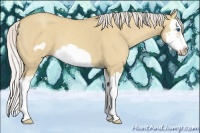 Horse Color:Silver Classic Champagne Dun Splash Frame