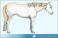 Horse Color:Buckskin Pearl Sabino Splash Frame 